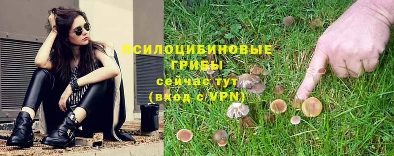 Псилоцибиновые грибы Psilocybe  Удомля 